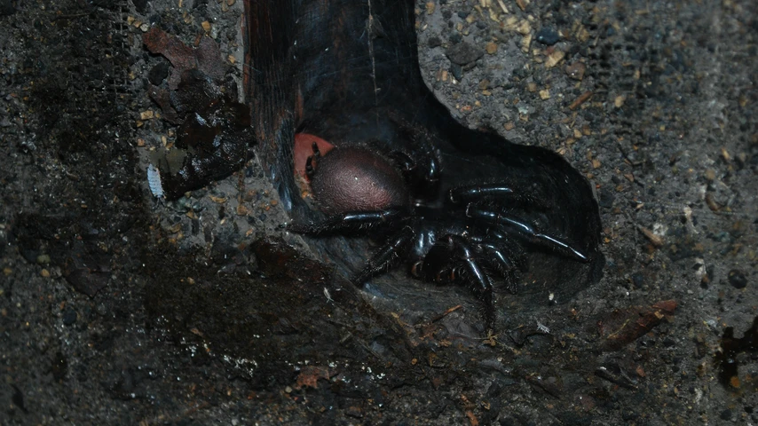 Funnel-web Spider Sitting in an Underground Burrow 